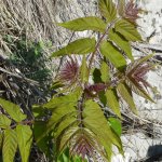 Ailanthus altissima (Mill.) Swingle - https://bit.ly/2F4Ga26  Dipartimento di Scienze della vita, Università di Trieste, Umbria 2012